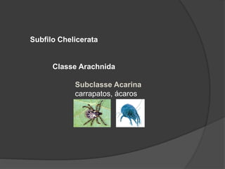 Subfilo Chelicerata
Classe Arachnida
Subclasse Acarina
carrapatos, ácaros
 