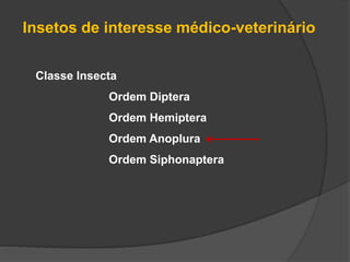 Classe Insecta
Ordem Diptera
Ordem Hemiptera
Ordem Anoplura
Ordem Siphonaptera
Insetos de interesse médico-veterinário
 