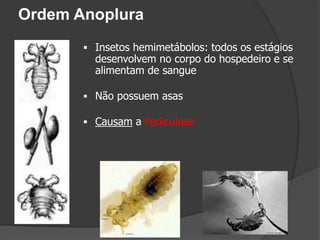  Insetos hemimetábolos: todos os estágios
desenvolvem no corpo do hospedeiro e se
alimentam de sangue
 Não possuem asas
 Causam a Pediculose
Ordem Anoplura
 