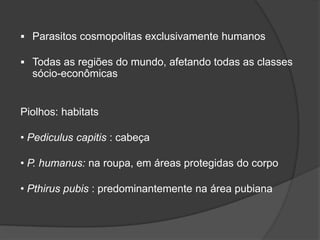  Parasitos cosmopolitas exclusivamente humanos
 Todas as regiões do mundo, afetando todas as classes
sócio-econômicas
Piolhos: habitats
• Pediculus capitis : cabeça
• P. humanus: na roupa, em áreas protegidas do corpo
• Pthirus pubis : predominantemente na área pubiana
 