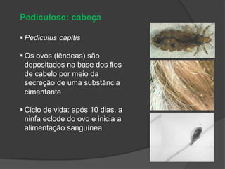 Pediculose: cabeça
 Pediculus capitis
 Os ovos (lêndeas) são
depositados na base dos fios
de cabelo por meio da
secreção de uma substância
cimentante
 Ciclo de vida: após 10 dias, a
ninfa eclode do ovo e inicia a
alimentação sanguínea
 