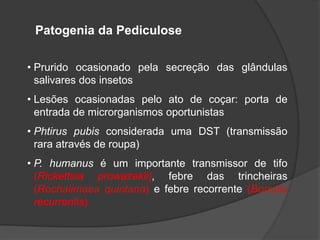 • Prurido ocasionado pela secreção das glândulas
salivares dos insetos
• Lesões ocasionadas pelo ato de coçar: porta de
entrada de microrganismos oportunistas
• Phtirus pubis considerada uma DST (transmissão
rara através de roupa)
• P. humanus é um importante transmissor de tifo
(Rickettsia prowazekii), febre das trincheiras
(Rochalimaea quintana) e febre recorrente (Borrelia
recurrentis)
Patogenia da Pediculose
 