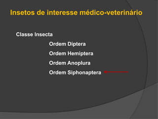 Classe Insecta
Ordem Diptera
Ordem Hemiptera
Ordem Anoplura
Ordem Siphonaptera
Insetos de interesse médico-veterinário
 