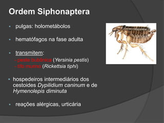 Ordem Siphonaptera
 pulgas: holometábolos
 hematófagos na fase adulta
 transmitem:
- peste bubônica (Yersinia pestis)
- tifo murino (Rickettsia tiphi)
 hospedeiros intermediários dos
cestoides Dypilidium caninum e de
Hymenolepis diminuta
 reações alérgicas, urticária
 