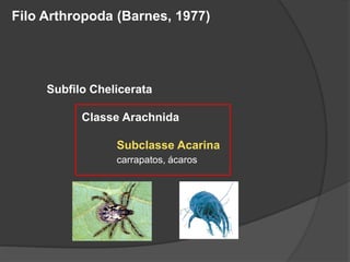 Filo Arthropoda (Barnes, 1977)
Subfilo Chelicerata
Classe Arachnida
Subclasse Acarina
carrapatos, ácaros
 