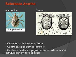 Subclasse Acarina
carrapatos ácaros
 Cefalotórtax fundido ao abdome
 Quatro pares de pernas (adultos)
 Quelíceras e demais peças bucais reunidas em uma
estrutura denominada capítulo
 