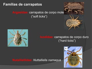 Famílias de carrapatos
Argasidae: carrapatos de corpo mole
(“soft ticks”)
Ixodidae: carrapatos de corpo duro
(“hard ticks”)
Nutalliellidae: Nuttalliella namaqua
 