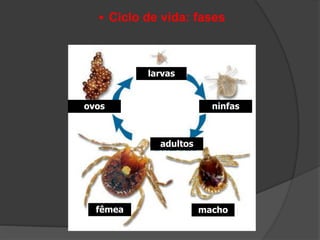  Ciclo de vida: fases
larvas
ninfas
adultos
ovos
fêmea macho
 