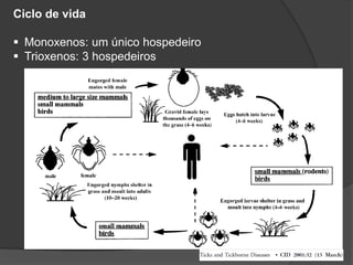 Ciclo de vida
 Monoxenos: um único hospedeiro
 Trioxenos: 3 hospedeiros
 