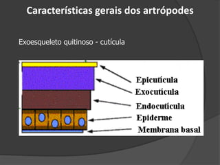 Características gerais dos artrópodes
Exoesqueleto quitinoso - cutícula
 