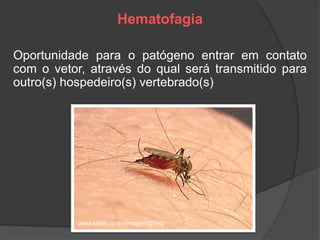 Hematofagia
Oportunidade para o patógeno entrar em contato
com o vetor, através do qual será transmitido para
outro(s) hospedeiro(s) vertebrado(s)
www.biolib.cz/en/image/id2040/
 