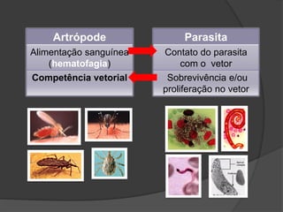 Artrópode
Alimentação sanguínea
(hematofagia)
Competência vetorial
Parasita
Contato do parasita
com o vetor
Sobrevivência e/ou
proliferação no vetor
 