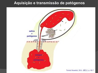 saliva
+
patógenos
sangue
+
patógenos
Aquisição e transmissão de patógenos
Trends Parasitol, 2011. 27(1): p. 40-7
 