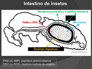Intestino de insetos
Enzimas digestivas
Peristaltismo
Membrana peritrófica e epitélio intestinal
Microbiota
PAMs e ERO
PAM (ou AMP): peptídeos antimicrobianos
ERO (ou ROS): espécies reativas de oxigênio
 
