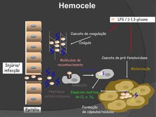 Fagocitose
Formação
de cápsulas/nódulos
Epitélio
Cascata da coagulação
Coágulo
Injúria/
infecção Melanização
Peptídeos
antimicrobianos
Cascata da pró-fenoloxidase
LPS / b 1,3-glicano
Espécies reativas
de O2 e N2
Moléculas de
reconhecimento
hemócito
Hemocele
 