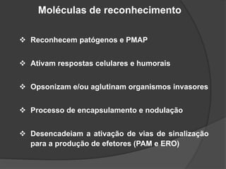Moléculas de reconhecimento
 Reconhecem patógenos e PMAP
 Ativam respostas celulares e humorais
 Opsonizam e/ou aglutinam organismos invasores
 Processo de encapsulamento e nodulação
 Desencadeiam a ativação de vias de sinalização
para a produção de efetores (PAM e ERO)
 