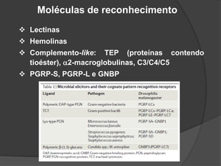 Moléculas de reconhecimento
 Lectinas
 Hemolinas
 Complemento-like: TEP (proteínas contendo
tioéster), a2-macroglobulinas, C3/C4/C5
 PGRP-S, PGRP-L e GNBP
 