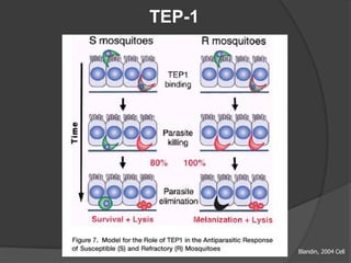 TEP-1
Blandin, 2004 Cell
 