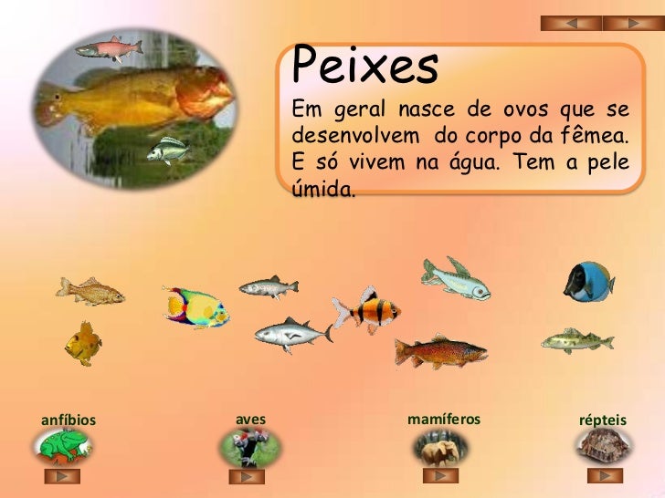 Mamiferos Aves Repteis Anfibios Peixes E Insetos