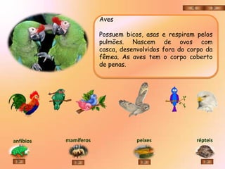 Aves

                       Possuem bicos, asas e respiram pelos
                       pulmões. Nascem de ovos com
                       casca, desenvolvidos fora do corpo da
                       fêmea. As aves tem o corpo coberto
                       de penas.




anfíbios   mamíferos               peixes             répteis
 