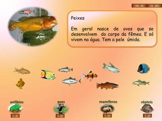 Peixes

                  Em geral nasce de ovos que se
                  desenvolvem do corpo da fêmea. E só
                  vivem na água. Tem a pele úmida.




anfíbios   aves              mamíferos         répteis
 