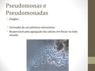 • Zooglea
• Formação de um polímero extracelular
• Responsável pela agregação das células em flocos no lodo
ativado
Pseudomonas e
Pseudomonadas
 