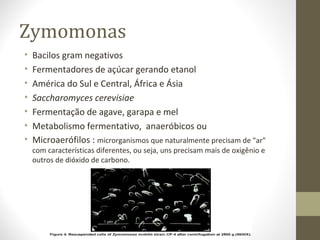 Zymomonas
• Bacilos gram negativos
• Fermentadores de açúcar gerando etanol
• América do Sul e Central, África e Ásia
• Saccharomyces cerevisiae
• Fermentação de agave, garapa e mel
• Metabolismo fermentativo, anaeróbicos ou
• Microaerófilos : microrganismos que naturalmente precisam de "ar"
com características diferentes, ou seja, uns precisam mais de oxigênio e
outros de dióxido de carbono.
 