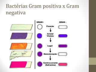 Bactérias Gram positiva x Gram
negativa
 