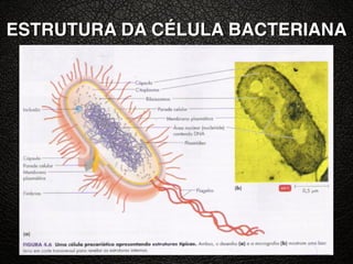 ESTRUTURA DA CÉLULA BACTERIANA
 