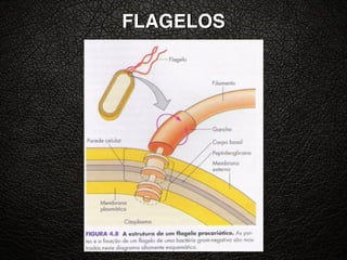 FLAGELOS
 