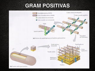 GRAM POSITIVAS
 