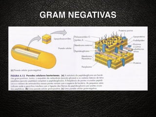 GRAM NEGATIVAS
 