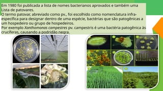 AULA BACTERIAS e sua ação no meio ambiente | PPTX