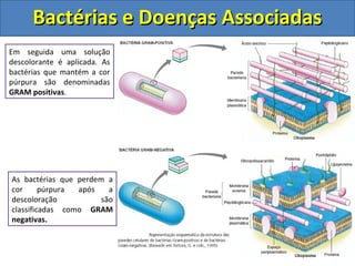 Bactérias e Doenças AssociadasBactérias e Doenças Associadas
A coloração de GRAM foi
desenvolvida em 1984 pelo
bacteriologista dinamarquês
Hans Gram.
Utilizando corantes a base de
iodo as bactérias são coradas
de púrpura, pois o iodo
impregna na parede celular.
Em seguida uma solução
descolorante é aplicada. As
bactérias que mantém a cor
púrpura são denominadas
GRAM positivas.
As bactérias que perdem a
cor púrpura após a
descoloração são
classificadas como GRAM
negativas.
 