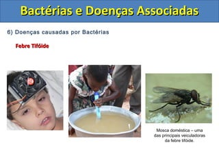 6) Doenças causadas por Bactérias
Febre TifóideFebre Tifóide
Bactérias e Doenças AssociadasBactérias e Doenças Associadas
Mosca doméstica – uma
das principais veiculadoras
da febre tifóide.
 