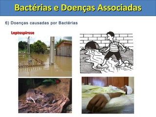 6) Doenças causadas por Bactérias
LeptospiroseLeptospirose
Bactérias e Doenças AssociadasBactérias e Doenças Associadas
 
