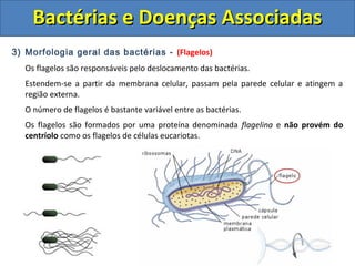 3) Morfologia geral das bactérias - (Flagelos)
Os flagelos são responsáveis pelo deslocamento das bactérias.
Estendem-se a partir da membrana celular, passam pela parede celular e atingem a
região externa.
O número de flagelos é bastante variável entre as bactérias.
Os flagelos são formados por uma proteína denominada flagelina e não provém do
centríolo como os flagelos de células eucariotas.
Bactérias e Doenças AssociadasBactérias e Doenças Associadas
 