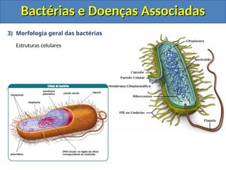 3) Morfologia geral das bactérias
Estruturas celulares
Bactérias e Doenças Associadas
Bactérias e Doenças Associadas
 