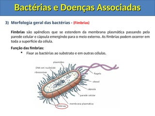 3) Morfologia geral das bactérias - (Fímbrias)
Fímbrias são apêndices que se estendem da membrana plasmática passando pela
parede celular e cápsula emergindo para o meio externo. As fímbrias podem ocorrer em
toda a superfície da célula.
Função das fímbrias:
 Fixar as bactérias ao substrato e em outras células.
Bactérias e Doenças Associadas
Bactérias e Doenças Associadas
 