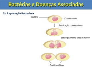 Bactérias e Doenças Associadas
Bactérias e Doenças Associadas
Bactérias-filhas
Estrangulamento citoplasmático
Duplicação cromossônica
Cromossomo
Bactéria
 