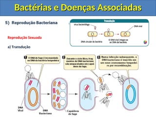 Bactérias e Doenças Associadas
Bactérias e Doenças Associadas
Reprodução Sexuada
a) Transdução
 