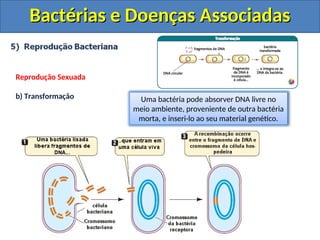 Bactérias e Doenças Associadas
Bactérias e Doenças Associadas
Reprodução Sexuada
b) Transformação Uma bactéria pode absorver DNA livre no
meio ambiente, proveniente de outra bactéria
morta, e inseri-lo ao seu material genético.
 