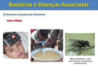 6) Doenças causadas por Bactérias
Febre Tifóide
Febre Tifóide
Bactérias e Doenças Associadas
Bactérias e Doenças Associadas
Mosca doméstica – uma
das principais veiculadoras
da febre tifóide.
 
