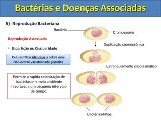 Bactérias e Doenças Associadas
Bactérias e Doenças Associadas
Bactérias-filhas
Estrangulamento citoplasmático
Duplicação cromossônica
Cromossomo
Bactéria
Reprodução Assexuada
• Bipartição ou Cissiparidade
Células filhas idênticas a célula mãe
Não ocorre variabilidade genética
Podemos afirmar que bipartição é a
mesma coisa que mitose?
Não!!! O termo mitose refere-se a
cariogamia (divisão do núcleo),
como bactérias não tem núcleo não
sofrem mitose.
Qual a grande desvantagem da
Bipartição?
Não há troca de material genético,
portanto não há variabilidade. Se o
ambiente modificar, pode erradicar
todas as bactérias de uma só vez.
Qual a grande vantagem da
Bipartição?
Permite a rápida colonização de
bactérias,em meio ambiente
favorável, num pequeno intervalo
de tempo.
 