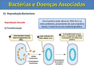Bactérias e Doenças Associadas
Bactérias e Doenças Associadas
Reprodução Sexuada
b) Transformação
Uma bactéria pode absorver DNA livre no
meio ambiente, proveniente de outra bactéria
morta, e inseri-lo ao seu material genético.
 