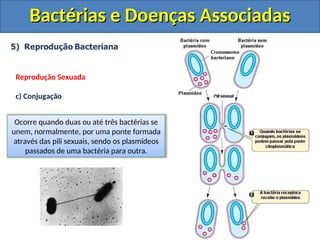 Bactérias e Doenças Associadas
Bactérias e Doenças Associadas
Reprodução Sexuada
c) Conjugação
Ocorre quando duas ou até três bactérias se
unem, normalmente, por uma ponte formada
através das pili sexuais, sendo os plasmídeos
passados de uma bactéria para outra.
 