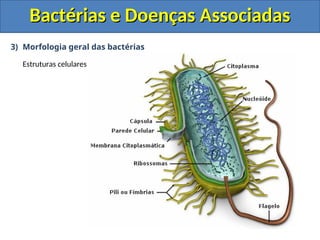 3) Morfologia geral das bactérias
Estruturas celulares
Bactérias e Doenças Associadas
Bactérias e Doenças Associadas
 