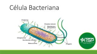 Célula Bacteriana
.
 