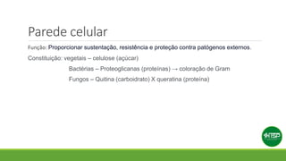 Parede celular
Função: Proporcionar sustentação, resistência e proteção contra patógenos externos.
Constituição: vegetais – celulose (açúcar)
Bactérias – Proteoglicanas (proteínas) → coloração de Gram
Fungos – Quitina (carboidrato) X queratina (proteína)
 