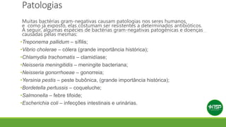 Patologias
Muitas bactérias gram-negativas causam patologias nos seres humanos,
e como já exposto, elas costumam ser resistentes a determinados antibióticos.
A seguir, algumas espécies de bactérias gram-negativas patogênicas e doenças
causadas pelas mesmas:
•Treponema pallidum – sífilis;
•Vibrio cholerae – cólera (grande importância histórica);
•Chlamydia trachomatis – clamidíase;
•Neisseria meningitidis – meningite bacteriana;
•Neisseria gonorrhoeae – gonorreia;
•Yersinia pestis – peste bubônica, (grande importância histórica);
•Bordetella pertussis – coqueluche;
•Salmonella – febre tifoide;
•Escherichia coli – infecções intestinais e urinárias.
 